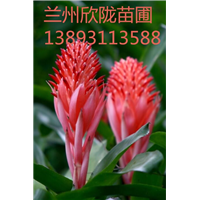 兰州绿色植物租赁－龙血树－13893113588 