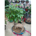 兰州租花｜兰州盆栽销售｜兰州盆栽租摆