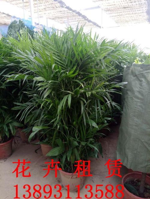 兰州绿植租赁