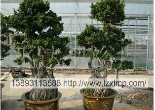 甘肃花卉植物租赁、兰州花卉植物租摆