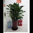 兰州花卉租赁 兰州绿植租摆 兰州植物盆栽