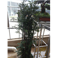 兰州花卉租赁｜兰州酒店绿化｜兰州学校绿化