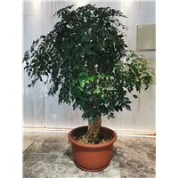 庆典会场布置幸福树
