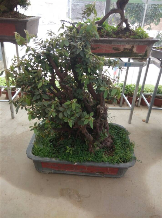 兰州酒店绿化｜兰州盆栽租赁｜兰州绿植租赁