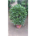 兰州花卉租赁｜兰州花卉销售｜兰州租花