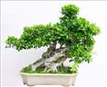 兰州花卉植物租摆13893113588咨询热线[李先生] 