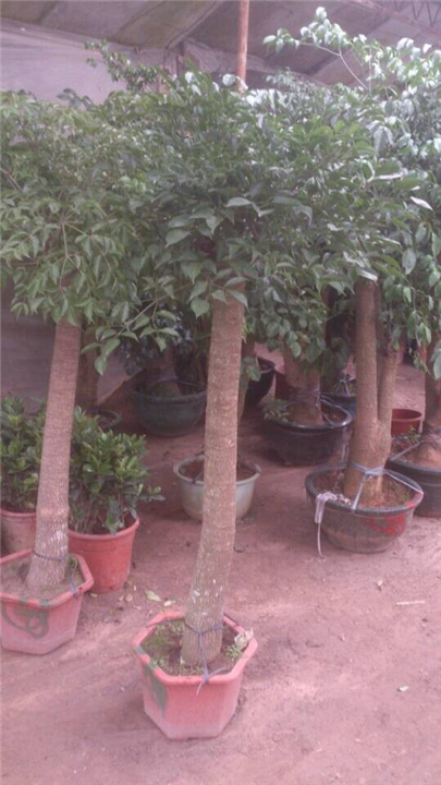 甘肃盆景植物租赁｜兰州盆景植物租摆