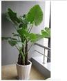 开工典礼花卉｜兰州开工典礼花卉－滴水观音-大型盆栽 室内吸甲醛净化空气植物 