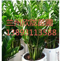 兰州单位庆典开业花卉租摆 