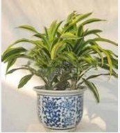 兰州花卉租赁 兰州绿植租摆 兰州植物盆栽