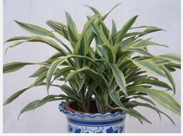 兰州花卉租赁 兰州绿植租摆 兰州植物盆栽