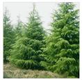 兰州单位庆典开业花卉租摆（雪松）兰州花卉租摆13893113588 