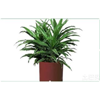 兰州澳洲杉 绿植盆栽 室内植物13893113588 