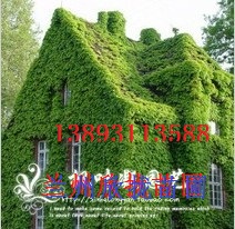 兰州爬山虎苗（三叶，五叶）爬藤13893113588 
