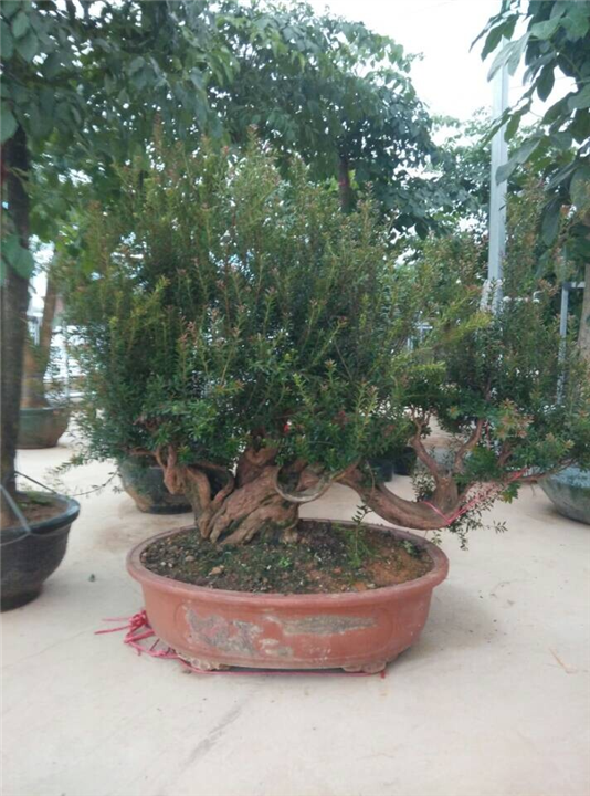 兰州租花｜兰州盆栽销售｜兰州盆栽租赁