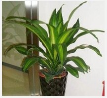 兰州花卉租赁 兰州绿植租摆 兰州植物盆栽