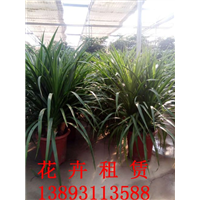 兰州绿植租摆