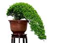 甘肃植物出租 兰州植物出租 甘肃植物销售 兰州植物销售 13893113588 