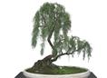 兰州花卉植物租摆（树桩盆景，树桩盆景）预定热线：13893113588 