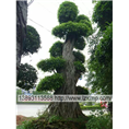 兰州会场花卉布置、、甘肃花卉植物租赁