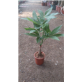 兰州室内绿植｜兰州室外绿植租赁