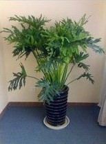 兰州春雨观叶花卉｜室内绿植｜客厅植物｜主要净化空气 