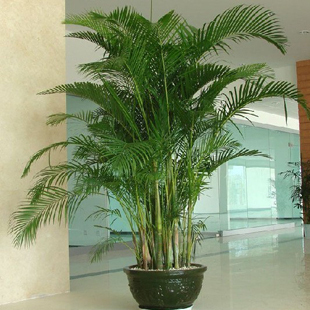 兰州大型植物】大型客厅室内盆栽绿植花卉盆景 凤尾竹 散尾葵 