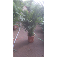 兰州花卉租赁｜甘肃花卉销售｜兰州租花