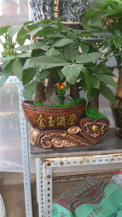 甘肃花卉租赁｜兰州租花{**实惠}
