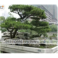 甘肃花卉租赁 兰州花卉租赁 实惠