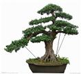 甘肃花卉植物租赁（高档艺术盆景）13893113588李先生 