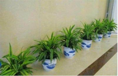 兰州佛肚竹 大型观叶植物 大型观叶植物销售 