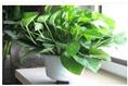 甘肃绿植租赁 兰州绿植租赁－兰州欣陇苗圃欢迎您 