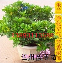 兰州米兰花苗 可驱蚊虫植物 