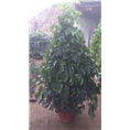 青海花卉租赁|兰州盆栽销售｜兰州租花