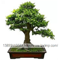 兰州绿植租摆、兰州花卉销售、