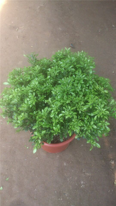 兰州盆景销售｜兰州花卉销售｜兰州租花
