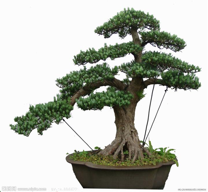 甘肃花卉植物租赁（高档艺术盆景）13893113588李先生 