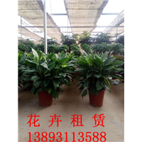 兰州绿植租赁