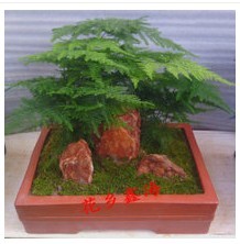 甘肃花卉销售：兰州花卉销售（文竹）象征（永恒,朋友纯洁的心,永远不变。）13893113588 