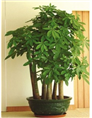 兰州绿色植物租赁 【发财树】发财树也可以净化空气，吸收甲醛等有害气体13893113588 