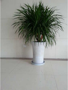 兰州客厅植物租赁 兰州客厅植物销售 