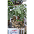 兰州花卉租赁|兰州盆栽销售｜兰州租花