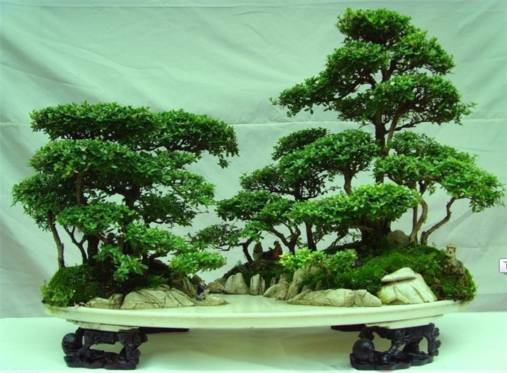 福建花卉租赁】福建花卉植物租赁】13893113588李先生 