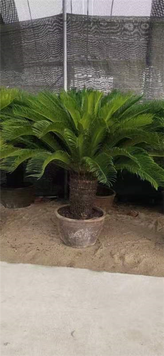 兰州庆典会场布置铁树