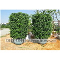 兰州绿植租摆、兰州花卉销售