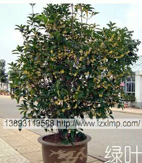 兰州花卉租摆 兰州花卉租赁