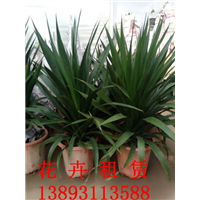 兰州植物租摆