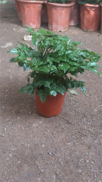 兰州室内绿植｜兰州室外绿植销售