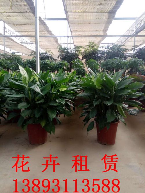 兰州绿植租赁